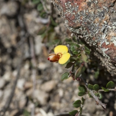 Bossiaea buxifolia (Matted Bossiaea) at Michelago, NSW - 24 Nov 2017 by Illilanga