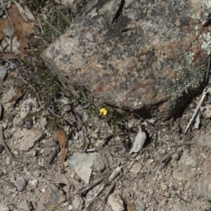 Bossiaea buxifolia at Michelago, NSW - 24 Nov 2017