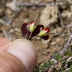 Bossiaea buxifolia at Michelago, NSW - 24 Nov 2017 12:20 PM