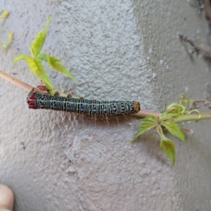 Phalaenoides glycinae at Dickson, ACT - 23 Nov 2017