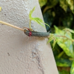 Phalaenoides glycinae at Dickson, ACT - 23 Nov 2017