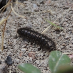 Ecnolagria grandis at Conder, ACT - 14 Nov 2017