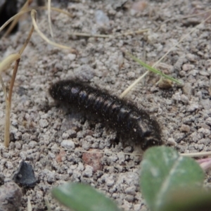 Ecnolagria grandis at Conder, ACT - 14 Nov 2017 06:26 PM