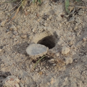 Lycosidae (family) at Conder, ACT - 14 Nov 2017