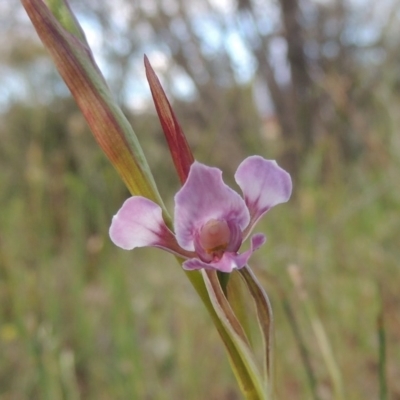 Diuris dendrobioides (Late Mauve Doubletail) at Tuggeranong Hill - 14 Nov 2017 by michaelb