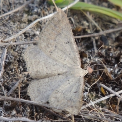 Taxeotis (genus) (Unidentified Taxeotis geometer moths) at Tuggeranong Hill - 14 Nov 2017 by michaelb