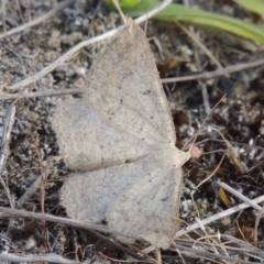 Taxeotis (genus) (Unidentified Taxeotis geometer moths) at Conder, ACT - 14 Nov 2017 by michaelb