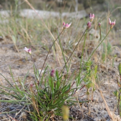 Laxmannia gracilis (Slender Wire Lily) at Conder, ACT - 14 Nov 2017 by MichaelBedingfield