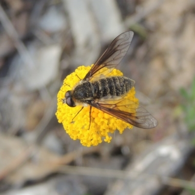 Bombyliidae (family) (Unidentified Bee fly) at Tuggeranong Hill - 14 Nov 2017 by michaelb