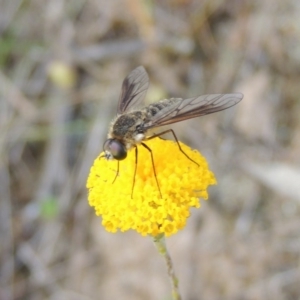 Bombyliidae (family) at Conder, ACT - 14 Nov 2017