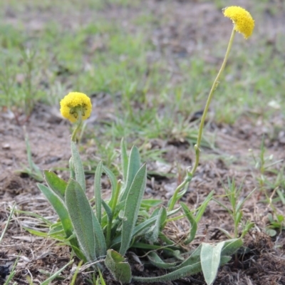 Craspedia variabilis (Common Billy Buttons) at Conder, ACT - 14 Nov 2017 by michaelb