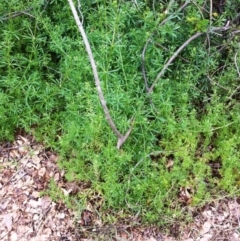 Galium aparine at Hughes, ACT - 23 Nov 2017