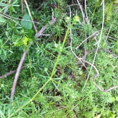 Galium aparine at Hughes, ACT - 23 Nov 2017