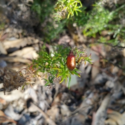 Ecnolagria grandis (Honeybrown beetle) at Tuggeranong DC, ACT - 23 Nov 2017 by RangerElle