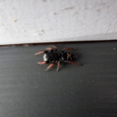 Apricia jovialis (Jovial jumping spider) at Cook, ACT - 25 Nov 2017 by CathB