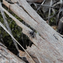 Salticidae (family) (Unidentified Jumping spider) at Aranda Bushland - 6 Oct 2017 by CathB
