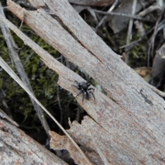 Salticidae (family) (Jumping spider) at Point 49 - 6 Oct 2017 by CathB