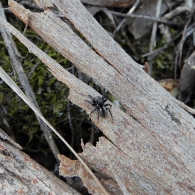 Salticidae (family) (Unidentified Jumping spider) at Belconnen, ACT - 6 Oct 2017 by CathB