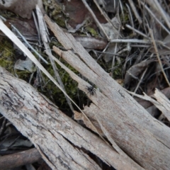 Salticidae (family) at Point 49 - 6 Oct 2017 04:20 PM