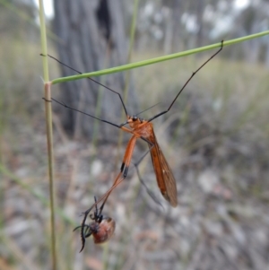 Harpobittacus australis at Belconnen, ACT - 12 Nov 2017 02:54 PM