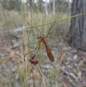 Harpobittacus australis at Belconnen, ACT - 12 Nov 2017 02:54 PM