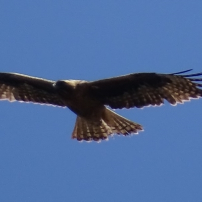 Hieraaetus morphnoides (Little Eagle) at Red Hill, ACT - 24 Nov 2017 by roymcd