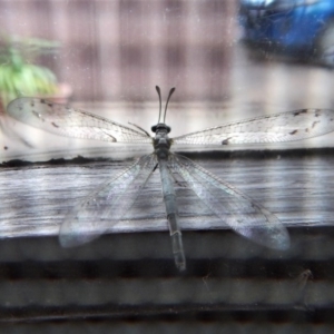 Myrmeleontidae (family) at Cook, ACT - 24 Nov 2017