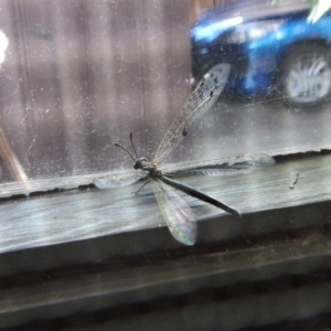 Myrmeleontidae (family) at Cook, ACT - 24 Nov 2017