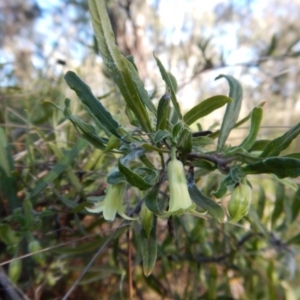 Billardiera scandens at Cook, ACT - 21 Nov 2017 05:25 PM