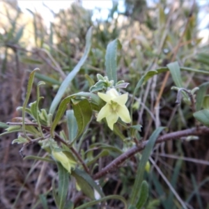 Billardiera scandens at Cook, ACT - 21 Nov 2017 05:25 PM