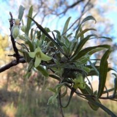 Billardiera scandens at Cook, ACT - 21 Nov 2017 05:25 PM