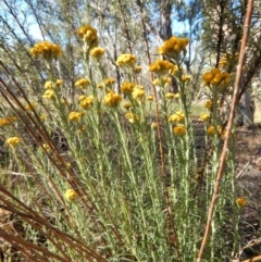 Chrysocephalum semipapposum (Clustered Everlasting) at Cook, ACT - 21 Nov 2017 by CathB