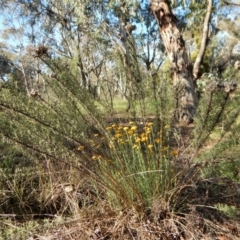 Chrysocephalum semipapposum at Cook, ACT - 21 Nov 2017 05:29 PM