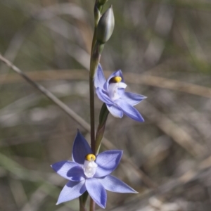 Thelymitra nuda at Illilanga & Baroona - 1 Nov 2009