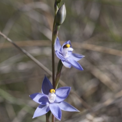 Thelymitra nuda (Scented Sun Orchid) at Michelago, NSW - 1 Nov 2009 by Illilanga