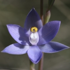 Thelymitra nuda at Illilanga & Baroona - 1 Nov 2009