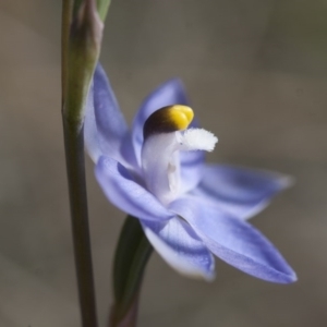 Thelymitra nuda at Illilanga & Baroona - 1 Nov 2009