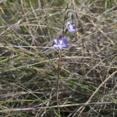 Thelymitra nuda at Illilanga & Baroona - 1 Nov 2009