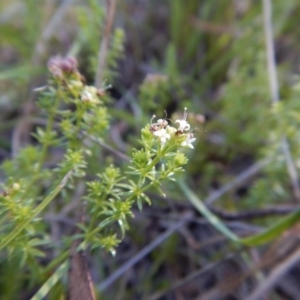 Asperula conferta at Cook, ACT - 21 Nov 2017