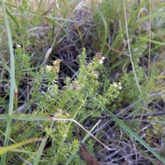 Asperula conferta at Cook, ACT - 21 Nov 2017