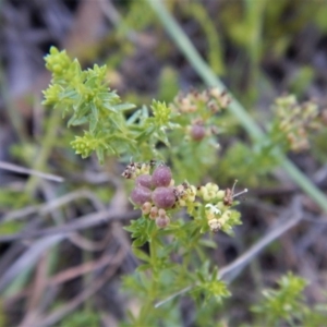 Asperula conferta at Cook, ACT - 21 Nov 2017 05:34 PM