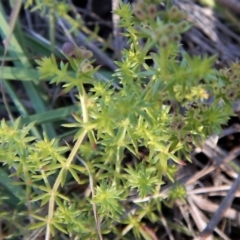 Asperula conferta at Cook, ACT - 21 Nov 2017