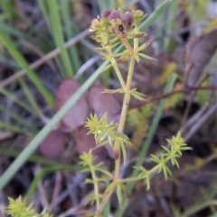 Asperula conferta at Cook, ACT - 21 Nov 2017 05:34 PM