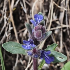 Ajuga australis (Austral Bugle) at Molonglo Gorge - 14 Nov 2017 by KenT