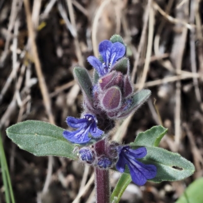 Ajuga australis (Austral Bugle) at The Ridgeway, NSW - 15 Nov 2017 by KenT