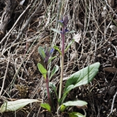 Ajuga australis at The Ridgeway, NSW - 15 Nov 2017 09:59 AM