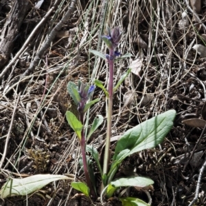 Ajuga australis at The Ridgeway, NSW - 15 Nov 2017