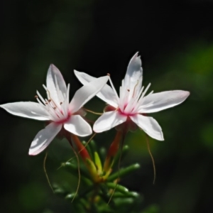 Calytrix tetragona at The Ridgeway, NSW - 15 Nov 2017 06:58 AM