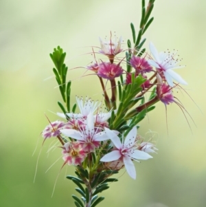 Calytrix tetragona at The Ridgeway, NSW - 15 Nov 2017 06:58 AM