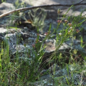 Calytrix tetragona at The Ridgeway, NSW - 15 Nov 2017 06:58 AM